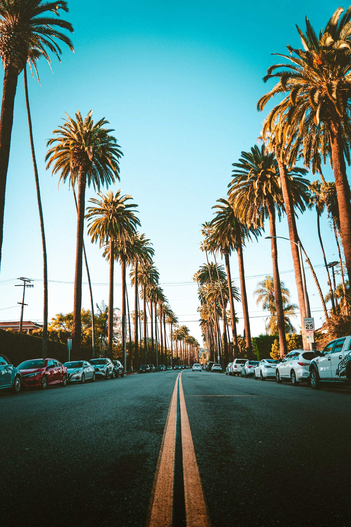 Palm-lined street with parked cars under a blue sky